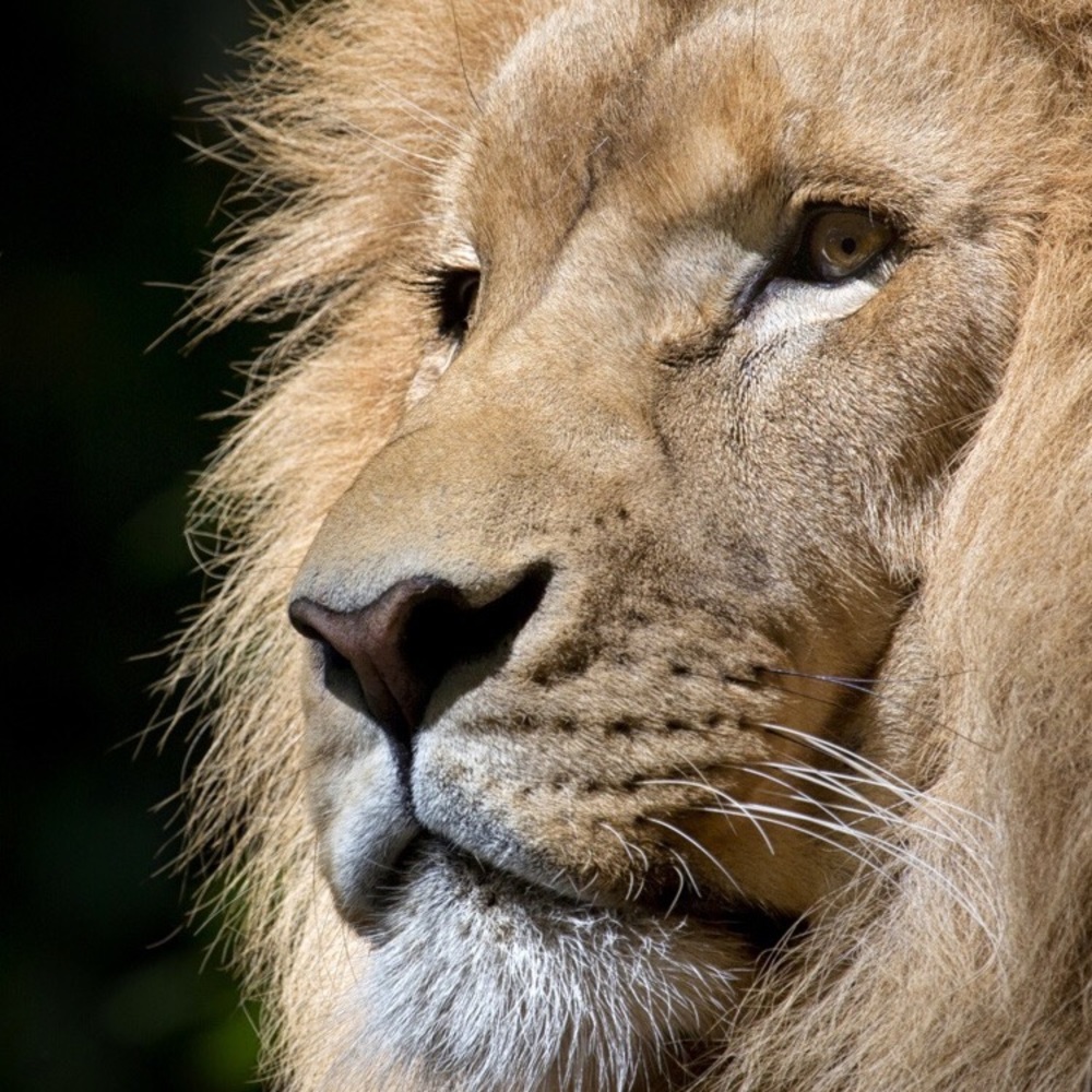 Lion..🦁
